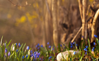 Blue flowers grass tree rock - beatrix potter free wallpaper