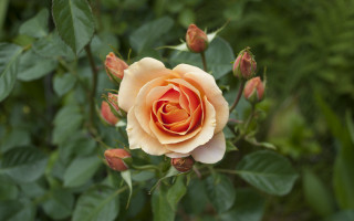 Orange rose green leaves bokeh - green leaf and a blurry background free wallpaper