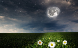 Grass daisies moon starry night - full free wallpaper