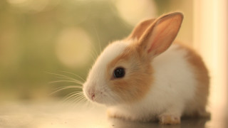 Small rabbit table camera microscopic - the camera lense free wallpaper