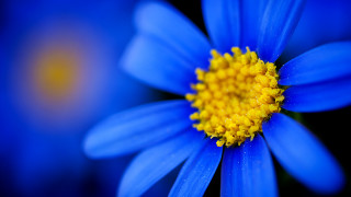Blue flower yellow center macro 7 - this picture free wallpaper