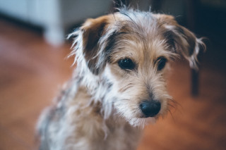 Small dog sitting sad blue - small free wallpaper