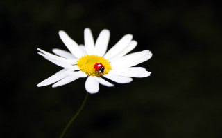 Ladybug whiteflower yellowcenter macrophotography angelwings - a yellow center free wallpaper