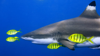 Shark striped fish illustration military - other fish free wallpaper