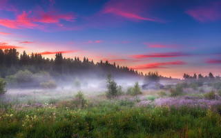 Magical landscape forest pink sky - a pink sky above free wallpaper