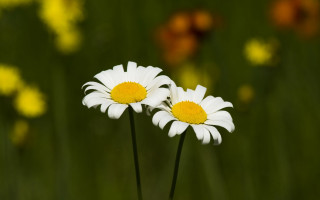 White flower yellow center field 4 - yellow center free wallpaper