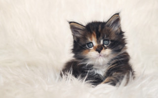 Sad blue eyed kitten fluffy - a small kitten free wallpaper