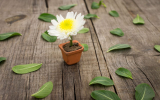 Small potted plant yellow center - a single flower in the center free wallpaper