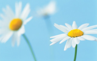 Three daisies vase blue sky - a yellow center in the middle free wallpaper