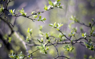 Branch green leaves blurry background - the branch free wallpaper
