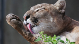 Cat yawning closeup realistic jigsaw - tongue free wallpaper