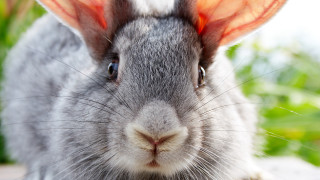Rabbit orange ear closeup blurry - brenda chamberlain free wallpaper