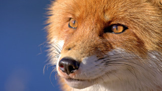 Red fox closeup blue sky - red free wallpaper for desktop