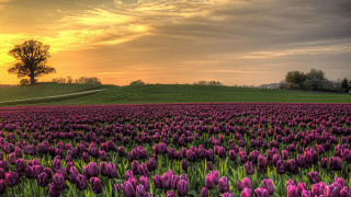 Purple flower field sunset tree - a flemish baroque free wallpaper