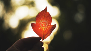 Red leaf sun design gollings - e. william gollings free wallpaper