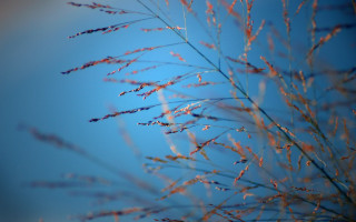 Plant blue sky clouds closeup - a close up of a plant free wallpaper