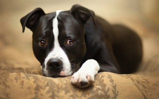 Black white dog couch paw - his paw free wallpaper