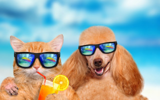 Dog cat sunglasses orangejuice beach - a dog and a cat free wallpaper