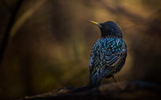 Bird branch woods realistic photorealistic - a yellow beak free wallpaper