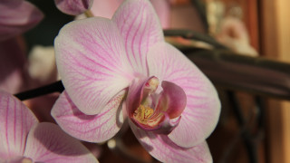 Pink flower macro blurry background 16 - shallow free wallpaper for desktop