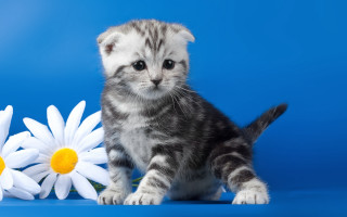 Kitten flowers blue background white - adorable free wallpaper