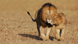 Lion lioness walking field closeup - wildlife photography free wallpaper