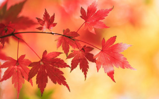 Red leaves autumn macro bug - red leaf free wallpaper