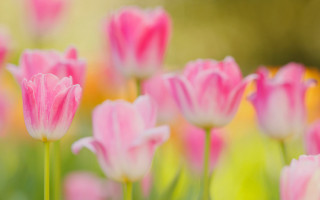Pink flower bokeh blurry macro - flower free wallpaper