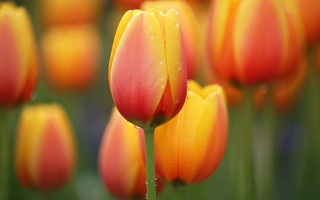 Orange yellow flowers water drops - drop of water free wallpaper