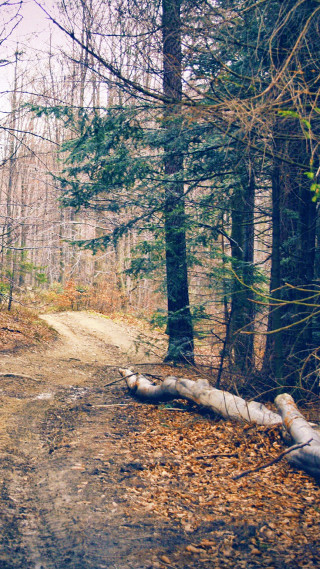 Dirt road woods fallen tree - the side of the road free wallpaper