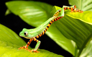 Green orange frog leafy plant 3 - a leafy plant free wallpaper