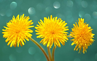 Yellow flower vase bokeh moon - e. william gollings free wallpaper