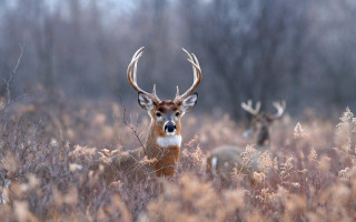 Deer field tallgrass woods snow - leesha hannigan free wallpaper