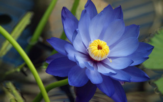 Blue flower yellow center water - a pond of water free wallpaper