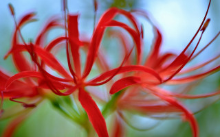Red flower blurry background macro - a red flower free wallpaper