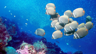 Fish coral reef ocean blue 2 - underwater free wallpaper