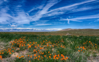 Flower field mountain sky autumn - a field of flowers free wallpaper
