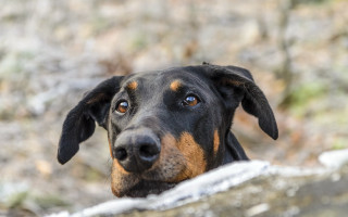 Dog brown ears over wall - a black nose free wallpaper
