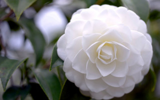 White flower green leaves bokeh - a tree branch in the sun light of the day free wallpaper