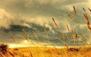 Field tallgrass cloudy sky dusk - naturalism free wallpaper