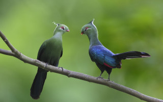 Birds branch open beaks closed - their beak free wallpaper
