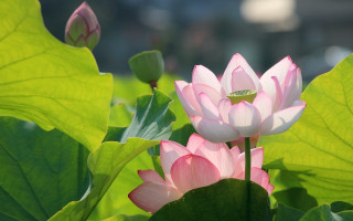 Pink flower green leaves blurry - naturalism free wallpaper