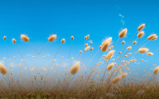 Field tallgrass blueSky clouds yellowflowers - tall grass free wallpaper