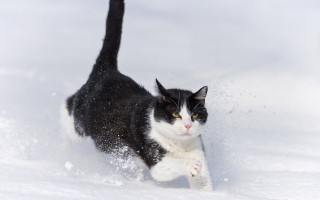 Black white cat running snow - its paw free wallpaper