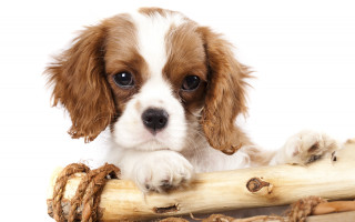 Puppy log rope paw furry - daphne mcclure free wallpaper