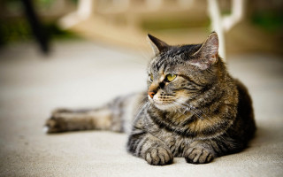 Cat laying distant look blurry - something free wallpaper