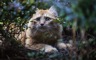Sad cat bushes green eyes - animal photography free wallpaper for desktop