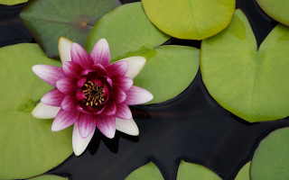 Pink white flower green leaf - adobe lightroom free wallpaper