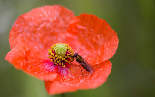 Fly red flower water droplets - a red flower free wallpaper
