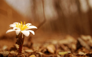 Small white flower yellow center - small free wallpaper